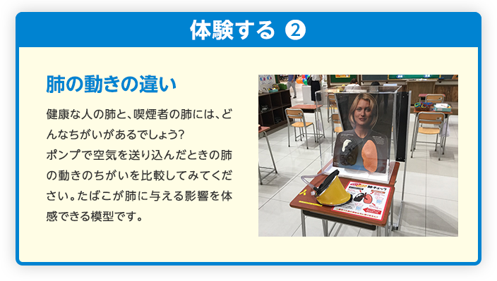 肺の動きの違い 健康な人の肺と、喫煙者の肺には、どんなちがいがあるでしょう?ポンプで空気を送り込んだときの肺の動きのちがいを比較してみてください。たばこが肺に与える影響を体感できる模型です。